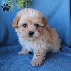 Rolo/Maltipoo									Puppy/Male	/8 Weeks,Say hello to Rolo the sweet little Maltipoo puppy with a fluffy coat and gentle eyes! This beautiful little fella is up to date on shots and dewormer and vet checked! If you are looking for a kissable puppy to adopt call the breeder today! Rolo is the only one of his litter so call today! 