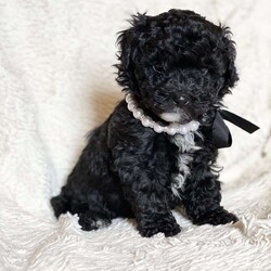 Luna/Mini Bernedoodle									Puppy/Female	/6 Weeks,Luna has been raised in our home. Her parents are between 10-12 pounds. She will be vet checked, microchipped, vaccinated, dewormed and come with a one year health guarantee. She is a beautiful girl with a super sweet personality. 