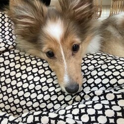 Purebred Sheltie/Shetland Sheepdog//Younger Than Six Months,We have 1 beautiful purebred Shetland Sheepdog puppy available. Male. 16 weeks old and ready for his new home immediately. Fully vaccinated, microchipped, comprehensively health checked, regularly wormed and in the process of toilet training. We are located in Tugun.Breeder number BIN0012856142127