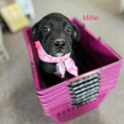 Adopt a dog:Millie/German Shepherd Dog/Female/Baby,Millie is a 9/week old female shepherd/husky/pitty mix looking for her forever family.