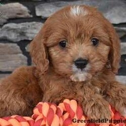 Snuggles/Cavapoo									Puppy/Male	/9 Weeks,Snuggle is outgoing,playful and sweet cavapoo temperment. he is looking for his forever home