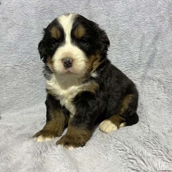 Dozer/Bernese Mountain Dog									Puppy/Male	/5 Weeks,We have a beautiful litter of Bernese Mountain Dogs available, that will be ready for their forever home anytime after March 19  (Dad) Waylon is IMPORT from Romania with Championship Bloodlines! Weighing 120 pounds and Mom is weighing around 75 pounds. Both Parents are AKC Register so complete Litter is AKC Registered, breeding rights do transfer to new owner. Puppies are raised on a mini farm in the country and all will be we played with and well socialized $200 down payment  will reserve a puppy for you until time of pick up or delivery. You can also call/text Myron@ 330-231-7749