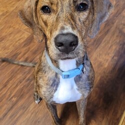 Adopt a dog:Puppy Aria/Catahoula Leopard Dog/Female/Baby,I was born on 1/03/2023, my mom is a small catahoula mix (40 pounds). I will start my vaccinations on March 18th, then will be ready for adoption. I am such a sweet girl like my momma.