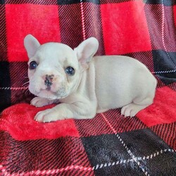 Jackie/French Bulldog									Puppy/Female	/6 Weeks,Our loving little girl Jackie will be ready to go home in just 4 weeks on March 14th!!!  She is a beautiful kind and loving little girl who loves to run around and have a great time with her siblings and also the family!  All puppys will be vet checked and given their shots before they leave to their new home!  We own both the mommy and daddy (Cinderella and Jojo) and they are awesome fantastic parents!!  If you have any questions at all or would like more photos of the puppys, please by all means, feel free to call , text or email!   Thank you !!