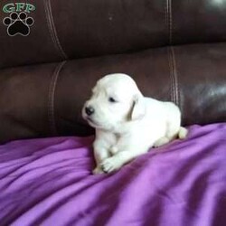 Pinky/Golden Retriever									Puppy/Female	/8 Weeks,Female Golden Retriever for sale.  Friendly, light in color and raised with kids.  Will be vet checked, have first vaccines and a health guarantee.  Call today…ready at 8 weeks.  Kirsten or Mike 6107302807