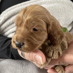 Beautiful F1 Cockapoo Puppies (only 1 boy left)/Cockapoo/Mixed Litter/4 weeks,6 beautiful golden/Red F1 Cockerpoo puppies arrived 12th February. (2 Girls & 4 Boys), ready for their forever home from 9th April.

Mum is our much-loved family dog Roxie, who is 4 years old. A beautiful golden Show Cocker Spaniel, she has a fantastic character, very social, easy to train, active, well behaved, playful, extremely loyal, loving and a proud mum. Mum will be able to be viewed.

Dad is a handsome KC registered, 5th generation enhanced pedigree Deep Red Miniature Poodle. He’s 13 inches in height, very affectionate, outstanding temperament with adorable playful nature and provides wonderful company.

Both mum & dad have extensive health checks & have clear health & DNA tests.

Mum (Roxie) – DNA tested and cleared for:
AMS
EIC
FN
PFK
prcd

Dad (Oliver) – DNA tested and cleared for:
prcd-PRA
NEwS
DM
vWD1
Osteochondrodysplasia
MPS VI
Macrothrombocytopenia
Gangliosidosis GM2
Rod-cone dysplasia 4 (RCD4)

Brought up in a loving family environment around 3 active children (14, 11 & 2). Handled & played with daily, will be well used to being handling as well as standard household noises.

Pink: Girl - RESERVED
Purple: Girl - RESERVED
Red: Boy - RESERVED
Black: Boy - RESERVED
Green: Boy - Available
Blue: Boy – RESERVED

All will be vet health checked, microchipped, flea treatment, wormed (2, 5 & 8 weeks) & fully weaned to puppy food. We can give the first vaccination if the matches that of your vets.

All puppies will come with a puppy pack (2kg pack of puppy food, 4 weeks insurance, blanket with scent of mum, toys & copy of mum & dad’s paperwork (health checks and dads registration).
It is important to us that they go to a loving forever home & a contract will be drawn up between us and yourself.

Non-refundable deposit of £100 will secure your puppy.

Home viewings can be arranged. We will take photos and videos to send on as well.