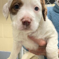 Adopt a dog:Wicker/Beagle/Male/Baby,Please contact Melissa A Aten (melissaa@luckydoganimalrescue.org) for more information about this pet.sweet pup ISO family! WICKER NEEDS A FOREVER HOME!!!!

Name: Wicker Best Guess for Breed: Beagle/Shepherd Mix

Best Guess for Age: 6 weeks as of 3/2 SEX: Male

Estimated Weight (puppies' weights change quickly!): 6.4 lbs as of 3/2

Gets Along With: Most puppies are in the prime of their socialization window and will do well with other dogs, cats and kids so long as they receive patience and proper training.

Currently Living at: DC area foster home

Special Adoption Considerations: Puppies under 6 months of age need to have multiple potty breaks/exercise throughout the day. Potential adopters with a standard 8-hour workday must be willing to make arrangements to meet the needs of their puppy.

Additionally, this puppy will not be available for adoption until March 6, when he reaches 7 weeks old.
Wicker is Looking For: Hiya! I'm Wicker. Me and my siblings (Wisteria, Wookie, William, and Webster) have enjoyed hanging out together with our mama Willow, but we are ready to put our brave puppy pants on and find our very own forever homes! I'd like to find a home that will keep me filled with love, treats, and the sweet afterglow of lots of belly rubs. Once I'm older, I'll need to go on lots of walks to exercise my sniffer, and I'd love the opportunity to play with other pups regularly. But, for now, I'd just like some treats and belly rubs. What do you say? Do you have lots of puppy treats to share with me?

What My Foster Says About Me: Coming soon!
Puppy Vetting Requirements: Lucky Puppies have had their age appropriate vaccines, but may not yet be 