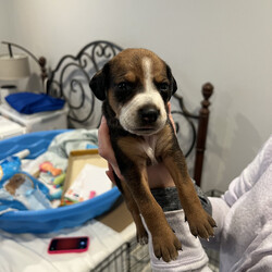 Adopt a dog:me/Hound/Female/Baby,*Name: Gala

*Age: DOB 2/18/23

*Current Weight: will be medium sized full grown

*Rescued from: North Carolina

*Adoption fee: $550 (plus $150 spay/neuter deposit, see below for more information)

*Health: Up to date on vaccines, & microchipped

*Adoption requirements: Adopter must be 25 or older, 

Meet the Orchard Litter, a group of adorable puppies named in honor of Wayne Orchard, the late owner of Outhouse Orchards. Mr. Orchard was a true friend of dogs and a huge supporter of animal rescue. He welcomed SNARR Northeast to his orchard to help dogs in need find their forever homes.

Thanks to Mr. Orchard's kindness and generosity, many pups found loving homes, and now these eight puppies are looking for their forever families too. Meet Macoun, Cortlandt, Cameo, Gala, Fuji, Honeycrisp, Crimson, and Pippin. Pippin was Mr. Orchard's favorite apple, and we named one of the puppies after him to honor his memory.

These puppies are as sweet as they are cute, and they're ready to bring joy and love to their new homes. From playful romps to snuggles on the couch, these pups are sure to bring a smile to your face. Plus, adopting one of these pups is a great way to honor Mr. Orchard's legacy of kindness and compassion.

 

IMPORTANT: This dog has not yet been altered. SNARR requires a $150 deposit in addition to your adoption fee, as well as a strictly enforced Spay/Neuter Contract stating you will have this dog altered within 6 months of adoption. The $150 deposit will be returned once the contract has been fulfilled.

To apply to adopt, fill out an application at https://snarrnortheast.org/adopt/

FAQs -- PLEASE READ ALL BEFORE EMAILING

All adoption fees are non-refundable

Please note that SNARR NE is a volunteer-based organization. While our volunteers will try to respond to you as quickly as possible, it is helpful if you review the below information about our adoption process before emailing:

LISTED BREED(S) & AGE: We are taking our best guess on age, breed, and size when fully grown, based on the puppy's/dog's physical appearance and what we might have learned about one or both parents depending on the situation. *NOTE* We rarely know a dog's exact age, nor are we able to tell the true or full breed mix of dogs as our information is limited most of the time. Because we often do not have access to medical records at the time that we are listing for dogs for adoption, there are sometimes discrepancies between what is posted on their profile and what might be listed on a dog's medical records.

SNARR'S ADOPTION PROCESS: The first step in adopting or meeting a SNARR dog/puppy is to fill out an application at https://snarrnortheast.org/adopt/. Once we receive your application, one of our adoption application processors will contact you, review our adoption process with you, and answer any additional questions you may have. **We do not go on a first-come-first-serve basis for adoptions, but on best fit for a family and most importantly the puppy or dog. **

MEETING ADOPTABLE DOGS: Meet and greets will not be scheduled until after your adoption application has been fully processed and approved by one of our adoption processors.

APPLYING ONLINE: If you fill out an online application, please do so from a computer (not a mobile device), make sure you answer ALL the questions in as much detail as possible, and that you receive a confirmation email. If you do not receive a confirmation email, that means we did NOT receive your application.