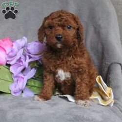 Pippa/Miniature Poodle									Puppy/Female	/6 Weeks,Meet Pippa, a curly and cute Miniature Poodle puppy! This silly pup will be vet checked, up to date on shots and wormer, plus comes with a health guarantee provided by the breeder. Pippa is family raised with children and would make the best addition to anyone’s family. To find out more about this cuddly pup, please contact Melvin & Barbie today!