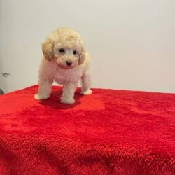 Adopt a dog:toy poodle puppies/Poodle (Toy)//Younger Than Six Months,toy poodle puppies, male and female, boys black,whit and apricot color, girls apricot co;orPlayful and friendlyvet checked, wormed, leave with microchip and first vaccinatio