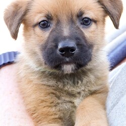 Adopt a dog:Marni/Shepherd/Male/Baby,Please contact Melissa A Aten (melissaa@luckydoganimalrescue.org) for more information about this pet.fluffy puppy alert! fluffy puppy alert! MARNI NEEDS A FOREVER HOME!!!!

Name: Marni Best Guess for Breed: Shepherd Mix

Best Guess for Age: 6 weeks as of 3/14 SEX: Male

Estimated Weight (puppies' weights change quickly!): 4 lbs as of 3/14

Gets Along With: Most puppies are in the prime of their socialization window and will do well with other dogs, cats and kids so long as they receive patience and proper training.

Currently Living at: Foster home

Special Adoption Considerations: Puppies under 6 months of age need to have multiple potty breaks/exercise throughout the day. Potential adopters with a standard 8-hour workday must be willing to make arrangements to meet the needs of their puppy.
Marni is Looking For: Hiya! I'm Marni! Me and my siblings (Maisie, Mochi, Moser, Mica, Martie, Mickey, Marlow, and Marbles) are 100 percent puppy perfection! I'm just a wee baby right now, so I'd like to request a warm and comfy home to keep me safe. Once I'm a little older, I would love to explore my new neighborhood on lots of walks and I'd love to make lots of doggie friends along the way! What do you say? Am I the cutie for you?
What My Foster Says About Me: Coming soon!
Puppy Vetting Requirements: Lucky Puppies have had their age appropriate vaccines, but may not yet be 