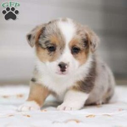 Mia/Pembroke Welsh Corgi									Puppy/Female	/6 Weeks,Meet our adorable Corgi baby, Mia! This little ball of fur is as cute as can be, with a soft and fluffy coat that’s just begging to be petted. With their playful and affectionate personality, they’re sure to win your heart in no time. Among the most agreeable housedogs, Pembroke Welsh Corgis are strong, athletic, and lively. They love play time and are affectionate without being needy. There is a reason they are the most popular herding breed. Mama to this litter is a beautiful dog named Lucy. She’s a family favorite and never fails to make us smile:) Lucy is a beautiful sable color. Dad, Bert is one charming, adventurous and intelligent dog! His color is one of a kind. Our Corgis are vet raised, so they get the highest level of supervision around the clock. We also make sure they are pre-spoiled and ready to join their forever families! Don’t miss out on the opportunity to bring this little bundle of joy into your life. Contact us today to learn more about our Corgis or to schedule a visit! Dr. Joe Varga (call or text)