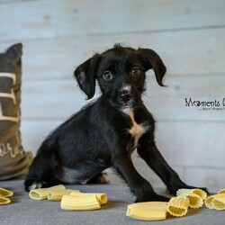 Adopt a dog:Fettucine/Terrier/Female/Baby,Meet Fettucine! This adorable 2 month old Terrier mix puppy is waiting for her forever home this March! Fettucine is currently 5.6 pounds, however we think she will be around 35-40 pounds fully grown. She came into the shelter with her siblings Ziti and Penne, or as us staff calls them the 