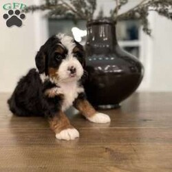 Sammy/Mini Bernedoodle									Puppy/Male	/7 Weeks,This is our Sammy!  He’s such a sweet little guy with a gentle personality.  Sammy’s parents are genetically clear and would be a great addition for anyone!   Message today to set up a FaceTime with this little fellow. 