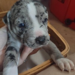 Puppy Gumbo - M/Australian Cattle Dog / Blue Heeler/Male/Baby