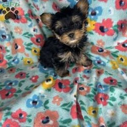 Pluto/Yorkie									Puppy/Male	/15 Weeks,Pluto is a teacup yorkie he’s super tiny , he has a lot of personality & Is very outgoing 