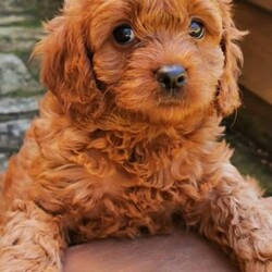 F1 Toy Ruby Cavoodle puppies （DNA Clear)/Cavalier King Charles Spaniel//Younger Than Six Months,We have 3*male and 5*femal cavoodle puppies in ruby colour.DOB: 31/01/2023 （2*male and 1*femal）DOB: 04/02/2023 （2*male and 3*femal）This is a first generation litter of beautiful and healthy cavoodles, The mother is a Cavalier King Charles and the father is a Toy poodle. Mum and Dad have been full DNA CLEAR certification ,So that pups cannot be affected by and genetic diseases.They will be ready for their forever homes on the 28/03/2023 and 01/04/2023. All puppies will come vaccinated, microchipped, vet checked and up to date with wormig. A $500 non refundable deposit will be required to secure your puppy until its 8 weeks old when it will be able to leave mum.male $1800 Femal $2000If you are interested in one of our babies,Please email me lil******@******com or call me on ******6899/******9085 for more information. REVEAL_DETAILS 