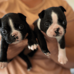 Pedigree Purebred (DogsNSW - ANKC) Boston Terrier Puppies/Boston Terrier//Younger Than Six Months,Boston Terrier Puppies Dogs Australia (DogsNSW) pedigree:Rubystud 2100067282Heath tested parents.2 x Females2 x MaleRubystud, is a breeder with a small in-house environment. Parents are shown in confirmation in NSW and QLD. Brought up with the family. Located Tamworth NSW.Ready to go April 2023Pup comes with:Health guaranteeMicrochip6 weeks free pet insuranceVet checked and approved prior to leavingHealth certificateDeworming x3Age appropriate vaccinationsDogs Australia (DogsNSW) Registration- limited pet homeLarge puppy pack (free bag of dog food and bowls and toys, worming tablets, treats etc) and information folderCrate/Pen trainedSocialized with kidsSocialized with dogsEarly toilet training with grass patch.Registered member with DogsNSWMember no. 2100067292BIN: B000614314Website: https://rubystud.com.au/Prefix : RubystudAmy Sheridan******0124 REVEAL_DETAILS 