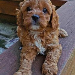 F1 Toy Ruby Cavoodle puppies （DNA Clear)/Cavalier King Charles Spaniel//Younger Than Six Months,We have 3*male and 5*femal cavoodle puppies in ruby colour.DOB: 31/01/2023 （2*male and 1*femal）DOB: 04/02/2023 （2*male and 3*femal）This is a first generation litter of beautiful and healthy cavoodles, The mother is a Cavalier King Charles and the father is a Toy poodle. Mum and Dad have been full DNA CLEAR certification ,So that pups cannot be affected by and genetic diseases.They will be ready for their forever homes on the 28/03/2023 and 01/04/2023. All puppies will come vaccinated, microchipped, vet checked and up to date with wormig. A $500 non refundable deposit will be required to secure your puppy until its 8 weeks old when it will be able to leave mum.male $1800 Femal $2000If you are interested in one of our babies,Please email me lil******@******com or call me on ******6899/******9085 for more information. REVEAL_DETAILS 