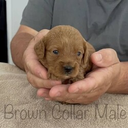 Adopt a dog:Cavoodles1st Generation Born on the 20th of February 2023/Other//Younger Than Six Months,1x Ruby Female4x Ruby MaleOur beautiful little puppies are looking for their forever home, they will be ready on the 17th of April 2023Mum is a Blenheim King Charles CavalierDad is a Ruby Toy PoodleBoth Parents are available to meet and are much-loved family pets.Puppies are brought up with other family, pets and family members.These puppies will make beautiful family membersCavoodle’s have a soft gentle nature and are very intelligent.Cavoodle are suitable to all families from the young through to the elderly they are also suitable for apartment living townhouses as they are mainly live indoors.Puppies have been wormed from 2 weeks of age (Drontal) they will leave our home at 8 weeks of they come vaccinated microchipped, wormed and vet checked at 6 weeks old.Puppies also came with 6 weeks pet insurance.Each puppy with go home with a puppy pack.$2300 NegotiableWe are members with Australian Associated Pet Dog BreedersMember:#17441