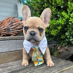 Adopt a dog:Gorgeous Pure Bred French Bulldog Puppies/French Bulldog//Younger Than Six Months,Gorgeous French bulldog puppiesMDBA registered.Pet only price .Mains available to small registered breeders.Females & malesLilac tansBlue tansLilac fawnsCreamsPuppies will come ,microchippedvaccinatedwormed with puppy packs & pedigree papers .All our babies are raised in our family home .Ready from the 16th march .Find us on instagram or fb https://www.instagram.com/allclass_french_bulldogs/