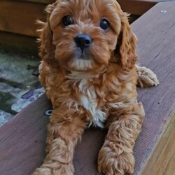 F1 Toy Ruby Cavoodle puppies （DNA Clear)/Cavalier King Charles Spaniel//Younger Than Six Months,We have 3*male and 5*femal cavoodle puppies in ruby colour.DOB: 31/01/2023 （2*male and 1*femal）DOB: 04/02/2023 （2*male and 3*femal）This is a first generation litter of beautiful and healthy cavoodles, The mother is a Cavalier King Charles and the father is a Toy poodle. Mum and Dad have been full DNA CLEAR certification ,So that pups cannot be affected by and genetic diseases.They will be ready for their forever homes on the 28/03/2023 and 01/04/2023. All puppies will come vaccinated, microchipped, vet checked and up to date with wormig. A $500 non refundable deposit will be required to secure your puppy until its 8 weeks old when it will be able to leave mum.male $1800 Femal $2000If you are interested in one of our babies,Please email me lil******@******com or call me on ******6899/******9085 for more information. REVEAL_DETAILS 