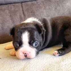 Pedigree Purebred (DogsNSW - ANKC) Boston Terrier Puppies/Boston Terrier//Younger Than Six Months,Boston Terrier Puppies Dogs Australia (DogsNSW) pedigree:Rubystud 2100067282Heath tested parents.2 x Females2 x MaleRubystud, is a breeder with a small in-house environment. Parents are shown in confirmation in NSW and QLD. Brought up with the family. Located Tamworth NSW.Ready to go April 2023Pup comes with:Health guaranteeMicrochip6 weeks free pet insuranceVet checked and approved prior to leavingHealth certificateDeworming x3Age appropriate vaccinationsDogs Australia (DogsNSW) Registration- limited pet homeLarge puppy pack (free bag of dog food and bowls and toys, worming tablets, treats etc) and information folderCrate/Pen trainedSocialized with kidsSocialized with dogsEarly toilet training with grass patch.Registered member with DogsNSWMember no. 2100067292BIN: B000614314Website: https://rubystud.com.au/Prefix : RubystudAmy Sheridan******0124 REVEAL_DETAILS 