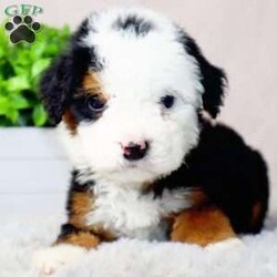 Bentley/Mini Bernedoodle									Puppy/Male	/9 Weeks,Bentley is a Tri bernedoodle who is expected to be around 50-60 pounds full grown. Momma is a  bernedoodle named Daisy and dad is a bernedoodle named Parker!