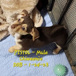 Adopt a dog:me/Chihuahua/Male/Baby,PAISLEY, PIPER, PICLE, PARKER, PISTOL

4 Males, 1 Female
Chihuahua/Dacshund Mix
DOB 1-24-23
Apx. Adult Weight 10lbs    

Just pups so will need Puppy Training. 

Active, playful pups.
Good with other dog
Good with kids
Cats 

Adoption Fee: $350
Fee includes: Spay/Neuter, UTD Vaccines, Microchip, Worming, Flea Treatment, Groom, Nail Trim and 30 days FREE pet insurance with Met Life. 
If you have questions or would like to meet Pups, please contact Patti at Tail Waggin All Breed Rescue at 209-505-0589 or email at pattiguinn@hotmail.com