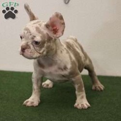 Charlie/French Bulldog									Puppy/Male	/10 Weeks,This beautiful Merle Isabella French Bulldog Puppy is looking for his forever home. Charlie is very laid back and loves to fall asleep with you while you watch TV. He is small and compact at nine weeks old. Family raised and well socialized! Up to date with all shots and dewormings! Comes with a health guarantee and AKC registered. Delivery available! Contact us today to get your new family member! 