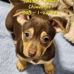Adopt a dog:me/Chihuahua/Male/Baby,PAISLEY, PIPER, PICLE, PARKER, PISTOL

4 Males, 1 Female
Chihuahua/Dacshund Mix
DOB 1-24-23
Apx. Adult Weight 10lbs    

Just pups so will need Puppy Training. 

Active, playful pups.
Good with other dog
Good with kids
Cats 

Adoption Fee: $350
Fee includes: Spay/Neuter, UTD Vaccines, Microchip, Worming, Flea Treatment, Groom, Nail Trim and 30 days FREE pet insurance with Met Life. 
If you have questions or would like to meet Pups, please contact Patti at Tail Waggin All Breed Rescue at 209-505-0589 or email at pattiguinn@hotmail.com