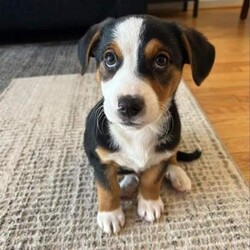 Adopt a dog:April's Cosmos/Beagle/Male/Baby,Available for Foster-to-Adopt - Email for more info: candkrescue@gmail.com

Cosmos is a handsome 10-week-old, male beagle mix (breed is just a guess). He and his siblings are very smart! Their foster parents report that they are already picking up housetraining and are 75% there. They are crate trained and are very snuggly! Because this litter are young babies, they'll require an adopter who is at home a good portion of the day to continue training - no exceptions! Their mommy dog is April and is listed on our website. April is incredibly sweet and weighs about 40 lbs. 
This puppy is up to date on age-appropriate vaccines, microchipped and will need to be spayed at the age of 6 months. The Adoption Fee for this puppy $400.00. A refundable spay/neuter deposit will be added to the adoption fee for puppies and kittens.


***You must be at least 25 years of age to adopt from CKRescue*** 

The adoption fee for this dog is $400, which helps with the cost of routine vet care. This fee DOES NOT INCLUDE spay/neuter if the pup is not already spayed/neutered. If the animal you are adopting is not already spayed/neutered, you will be required to sign a contract legally obligating you to have the animal altered. A $100.00 fee will be returned to the adopter once the animal has been sterilized. We will provide information on this process during the approval process. 

 ***Note that puppy adoption fees most often help generate revenue that goes towards older, special needs animals that need our help. Surgeries, heartworm treatment, boarding costs and/or all things that often result in adoptable dogs and cats being left behind to be euthanized. So, adopting a puppy saves not just one life, but many! 

***Please note that our first step in approving adoption applicants is to complete a vet check. Vetting of current and past pets is very important to us, thus we will be speaking with the vet(s) listed on your application to ensure that your current and previous pet(s) are kept up to date on vaccines (including rabies), spayed or neutered, maintained on appropriate monthly preventatives and examined annually by your vet.*** 

 **If you're viewing this on Petfinder, please visit www.caninesandkittiesrescue.org to complete our non-binding application.**