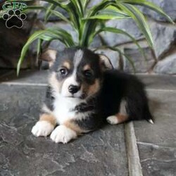Kaidin/Pembroke Welsh Corgi									Puppy/Male	/8 Weeks,Here comes one of the most adorable Corgi puppies you will ever meet! This puppy is up to date on shots and dewormer and vet checked. The mother Dona and father Papsi are both beautiful examples of Corgies. If you are searching for a well socialized puppy to add to your home contact us today! 