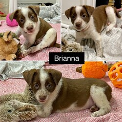 Adopt a dog:BRIANNA/Border Collie/Female/Baby,You can fill out an adoption application online on our official website.NOW ACCEPTING APPLICATIONS on Misty's litter of puppies. 6 girls, 2 boys. We think momma is a Border Collie/Lab mix, she is pending adoption! Dad had to have been a cattle dog given the looks of the pups? They will be 30-45lbs full grown. DOB 1/25/23. Adoptions starting now!!! Located in Mechanicsburg PA. Entire litter is gentle and sweet while still being playful and fun! Momma is a dream, super sweet and relaxed temperament. Good with kids! Hot pink-Bella Black- Brooklyn Light pink- Brianna Dark blue- Benji (m) Light green- Bentley (m) Yellow- Briellle Purple- Brinn Red-Blakely Applications to adopt can be found on our website at https://homewardbound2u.rescuegroups.org/) If you are already pre-approved to adopt you can email the foster mom at realtornicolehockenberry@gmail.com with the following information 1. Tell me alittle bit about your family/home life/daily schedule. 2. What name/email is the application under? 3.When are you available for adoption? 4. Which pup/pups are you interested in?