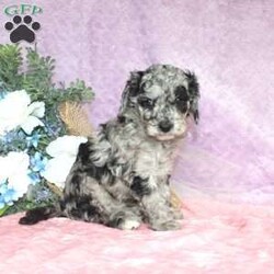 Minnie/Miniature Poodle									Puppy/Female	/6 Weeks,Meet Minnie and Embark DNA Tested Miniature Poodle with unlimited potential! This beautiful puppy has the perfect combination of personality and confirmation! Her grandsire was imported from Russia, and her great grandsire was a 5 time national champion! Minnie sports a gorgeous coat with perfect texture, excellent health, and an impressive pedigree featuring champions. She is up to date on shots and dewormer and will be vet checked prior to adoption. Minnie is a classy puppy who would be a wonderful companion, or an impressive addition to a top of the line breeding program. If you would like to learn more about Minnie contact us today!