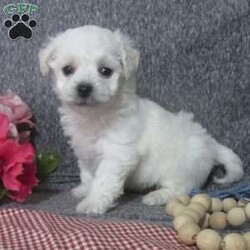 Flora/Bichon Frise									Puppy/Female	/8 Weeks,Hi, im a Bishon puppy. I am looking forward to meeting you! I am up to date with my immunizations, my wormer medications, and I have a Micro-chip so that I can be easily identified if I ever become lost! 