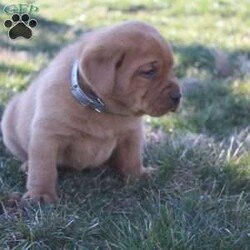 Champ/Fox Red Labrador Retriever									Puppy/Male	/6 Weeks,To contact the breeder about this puppy, click on the “View Breeder Info” tab above.