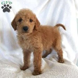 Steven/Mini Labradoodle									Puppy/Male	/8 Weeks,Here comes an adorable Mini Labradoodle with a wagging tail and smiling face! This precious puppy is up to date on shots and dewormer and vet checked! If you are looking for a cute new companion contact Ivan today! 