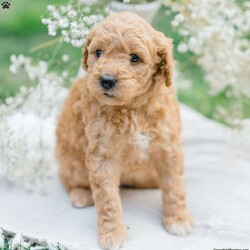 Serenity/Mini Goldendoodle									Puppy/Female	/6 Weeks,Say hello to this adorable F1b Mini Goldendoodle! This precious puppy is up to date on shots and dewormer and vet checked. If you are looking for a puppy who is family raised and well socialized with children this is the puppy for you! To learn more contact Chris & Mary Ann today! 
