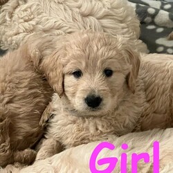 Beautiful Health Tested F1 Goldendoodle Puppies/Goldendoodle/Mixed Litter/7 weeks,Stunning F1 Goldendoodle Puppies born 14/03/2023.
Viewings welcome,. 6 boys ( 2 reserved ) and 2 girls ( 1 reserved ) will each be ready to leave to their new homes on 12/05/2023

Skye (Dam) our 4 year old KC registered Golden Retriever has given birth to 8 beautiful, healthy, chunky, goldendoodle puppies with colours varying from apricot, golden to light cream as seen in the pictures.

George (Sire) is a handsome, health tested, KC registered, Apricot standard poodle and can be seen in the photo attached with the advert.

Puppies will be raised in our family home and given all the love and attention they desire. With the puppies being raised in our family home they will be used to day to day noises.

All Puppies will leave:
Microchipped
Up to date on flea and wormer
With First Vaccination
Health Checked
With Mum scented blanket
With a Bag of food

A deposit of £200 will secure a puppy of your choice.

For more information please message