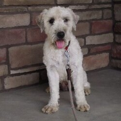 Kiko/Soft Coated Wheaten Terrier									Puppy/Male	/8 Weeks,Meet Kiko! A sweet little boy looking for his forever home! Kiko can be registered with AKC and is microchipped. He is uptodate on his vaccinations and dewormer and will have a physical check done before going home. We provide a 1 year genetic health guarantee! Contact Debra today with any questions or for more info! Shipping/delivery is available!