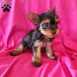 Tara (toy)/Yorkie									Puppy/Female	/8 Weeks,Tara is a very energetic  puppy, but small. Her tail is not docked.  She will be approx. 4-5#, full grown,  the perfect “pocket size ” pup! She is available  on May 16th. Please watch my video below!