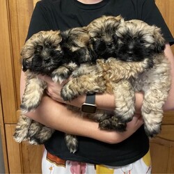 Adopt a dog:Maltese Shitzu Puppies only 3 left!/Maltese//Younger Than Six Months,We have 3 beautiful, fluffy Maltese Shitzu boys for sale. Vet checked, microchipped, vaccinated and wormed. Ready to go to their forever homes.Pic 3 - grey collar 991003001349282Pic 4 - black collar 991003001349284Pic 5 - beige collar 991003001349280