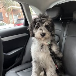 5 month Aussie Doddle fully vaccinated. /Australian Shepherd Dog//Younger Than Six Months,(Australian shepherd * poodle)Good personality, well trained.Female.