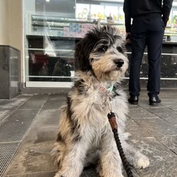 5 month Aussie Doddle fully vaccinated. /Australian Shepherd Dog//Younger Than Six Months,(Australian shepherd * poodle)Good personality, well trained.Female.
