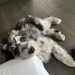 5 month Aussie Doddle fully vaccinated. /Australian Shepherd Dog//Younger Than Six Months,(Australian shepherd * poodle)Good personality, well trained.Female.