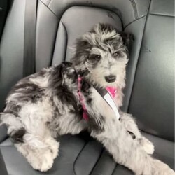5 month Aussie Doddle fully vaccinated. /Australian Shepherd Dog//Younger Than Six Months,(Australian shepherd * poodle)Good personality, well trained.Female.