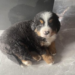 Pedigree Bernese Mountain Dog Puppy ready now/Bernese Mountain Dog/Male/10 weeks,Hello, my name is Lucky, I am the son of my mother, whose name is Fama. I am a very good boy, I listen, give a paw and sit down when necessary. I love playing with children and my dog ??friends. I would love to find my loving family and a new home. I am very loyal and loving but sometimes I also like to mess up a bit like every puppy. Look at me, am I cute? 
We are very welcome to seeing me with my mother