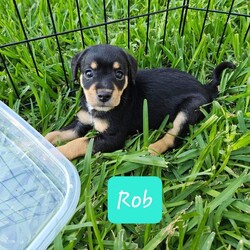 Adopt a dog:Rob/Yorkshire Terrier/Male/Baby,I'm a small little guy but act super tough. I love to rough house with cats and small dogs, still learning how to play with large dogs. My foster momma likes to drop me off at 