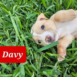 Adopt a dog:Davy/Chihuahua/Male/Baby,I'm a small little guy but act super tough. I love to rough house with cats and small dogs, still learning how to play with large dogs. My foster momma likes to drop me off at 